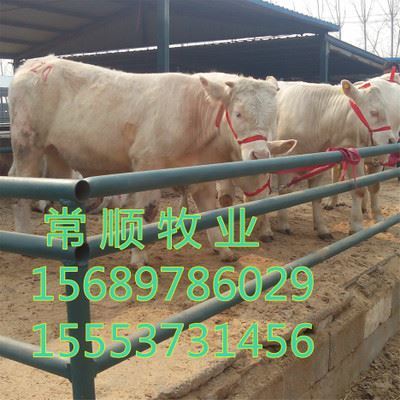 嘉祥縣嘉祥鎮家才經銷點 優質牛種與特種養殖動物供應專家