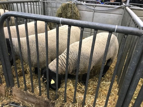 巴黎2018國際農業博覽會 家禽家畜齊聚一堂，吃喝玩樂樂無窮