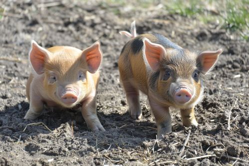 家畜飼養攝影 豬的影像記錄與下載指南