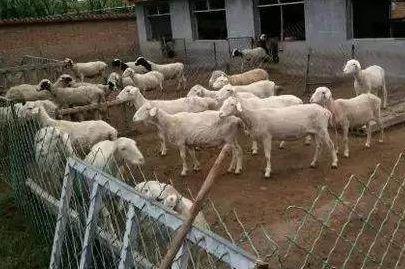 一萬元在農村能養殖哪些家禽家畜？