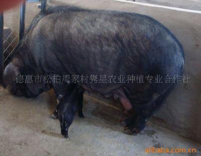 綠色養(yǎng)殖新篇章 育肥豬、種豬與有機黑豬的現(xiàn)代化供應