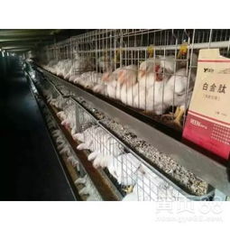 高效催肥肉雞全攻略 科學(xué)方法與安全產(chǎn)品選擇指南