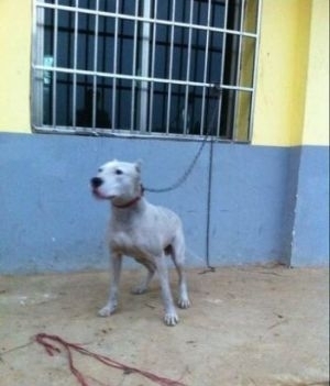 純種杜高犬的和諧守護者 一歲公犬的優良品性與家庭適應性